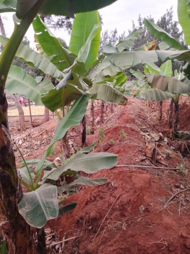 ebenezer-poultry-farm-014