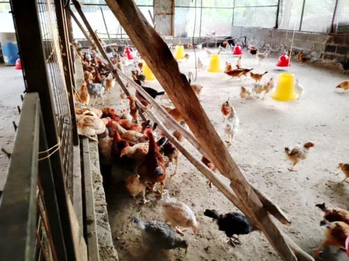 ebenezer-poultry-farm-03