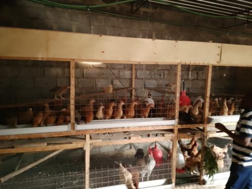ebenezer-poultry-farm-04